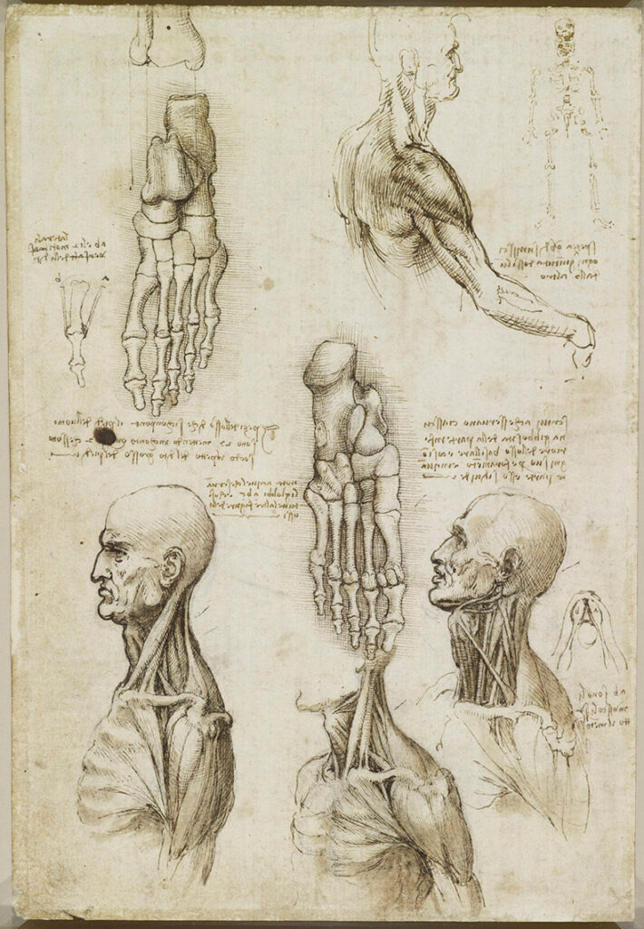 Medical illustration